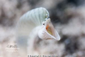 "False Foe" - A pike blenny darts out at a perceived riva... by Susannah H. Snowden-Smith 